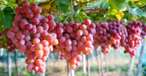 grapes