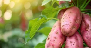 sweet potato