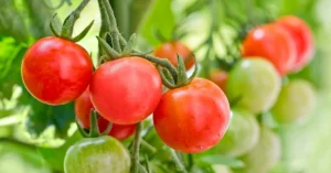 Tomato